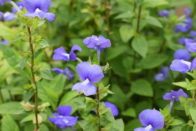 Close-up of purple flowering plants