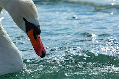 Close-up of swan in sea