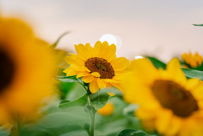 Close-up of beautiful yellow sunflower and sunflower fields