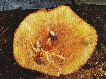 High angle view of tree stump in forest