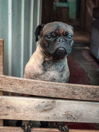 Portrait of dog sitting on railing