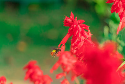 Close-up of insect on red flower