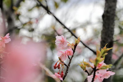 Close-up of pink cherry blossom