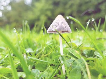 Close-up of mushroom growing in grass
