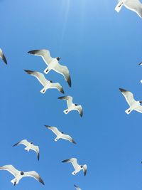 Low angle view of seagulls flying against clear blue sky