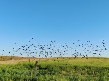 large group of animals