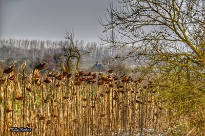 Trees on landscape against sky