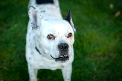 Close-up portrait of white dog