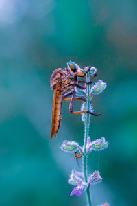 Close-up of insect on purple flower