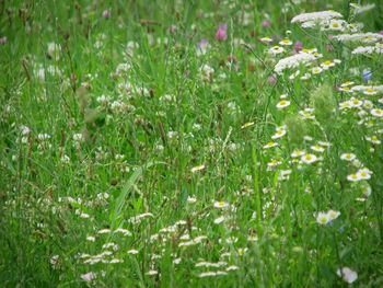 Full frame shot of flowering plants on field