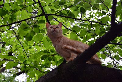 Low angle view of cat looking away against trees