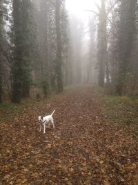 Dog outdoors in a foggy autumn day