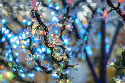 Low angle view of christmas tree
