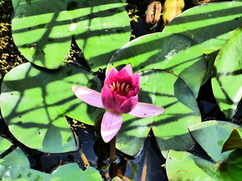 Close-up of lotus water lily in pond