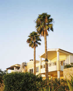 Palm trees against clear sky