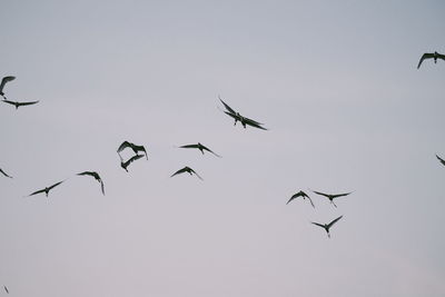 Low angle view of birds flying in sky