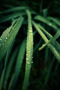 Close-up of water drops on grass