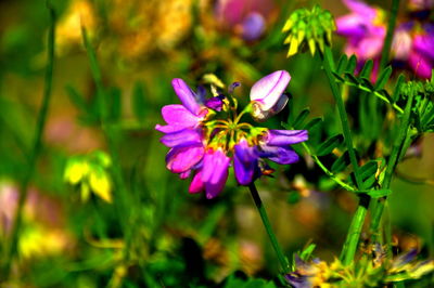 Close-up of purple flowers blooming