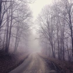 Road amidst bare trees during winter