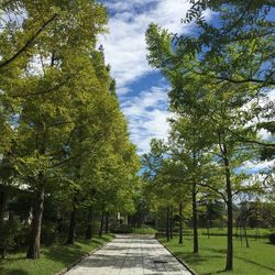 Footpath leading towards trees