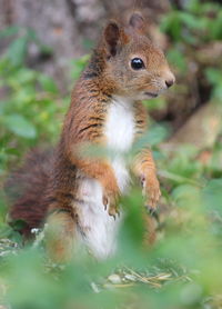 Close-up of squirrel