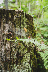 Close-up of insect on tree trunk