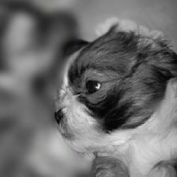 Close-up portrait of a dog