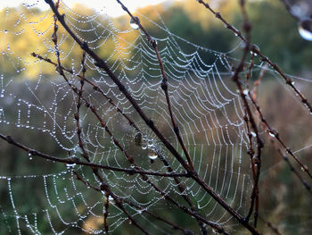 spider web