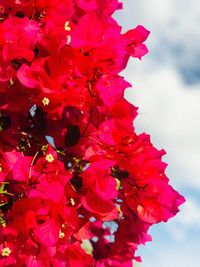 Close-up of red flowering plant against sky