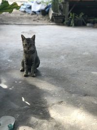 Portrait of cat on street