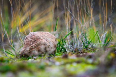 Close-up of animal on grass