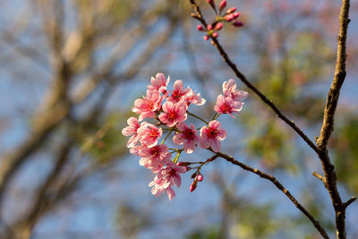 Close-up of pink cherry blossoms in spring