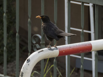 Blackbird perching on metal