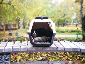Close-up of horse on tree