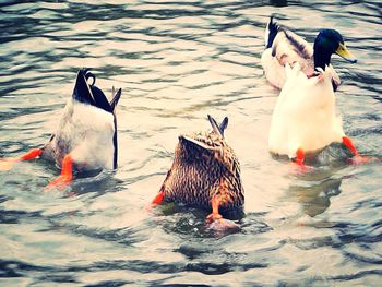 Duck swimming in lake