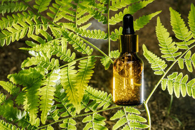 A bottle of serum on a fern.