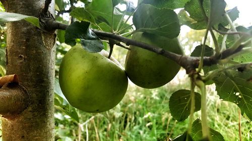 Close-up of grapes hanging on tree