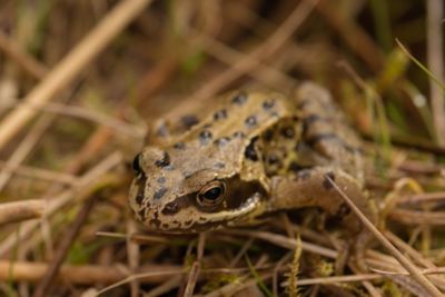 Close-up of frog on land