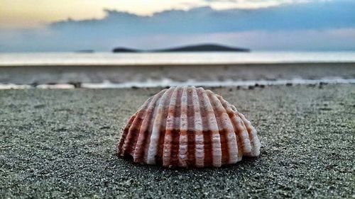 Close-up of seashell on beach