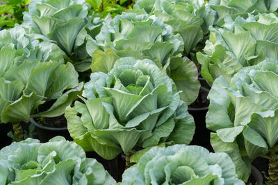 Full frame shot of green plants