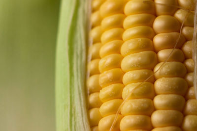 Close-up of corn