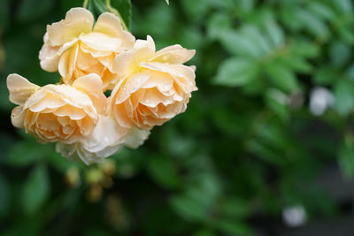 Close-up of rose plant