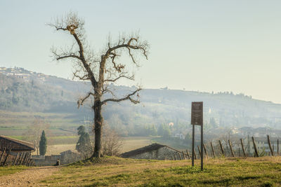 Scenic view of field against clear sky