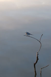 Bird perching on twig against sky