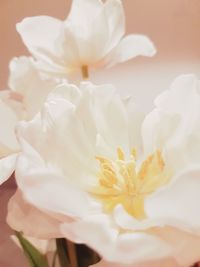 Close-up of white rose flower