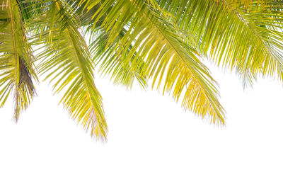 Close-up of palm tree against white background