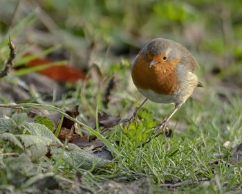 Close-up of bird perching on grass