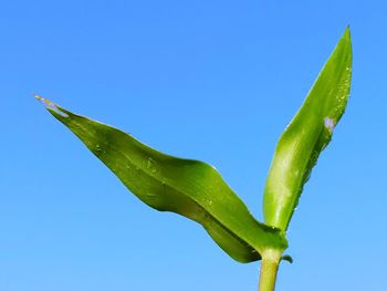 Close-up of fresh green plant against clear blue sky