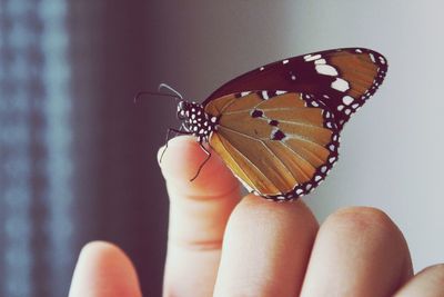 Close-up of butterfly on hand