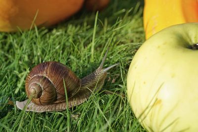 Close-up of snail on grass